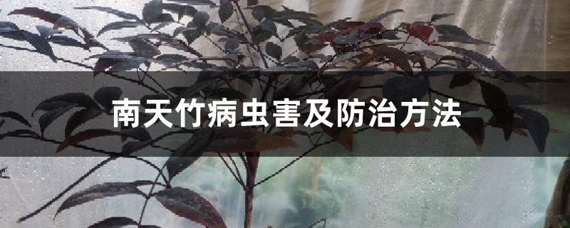 南天竹病蟲害及防治方法