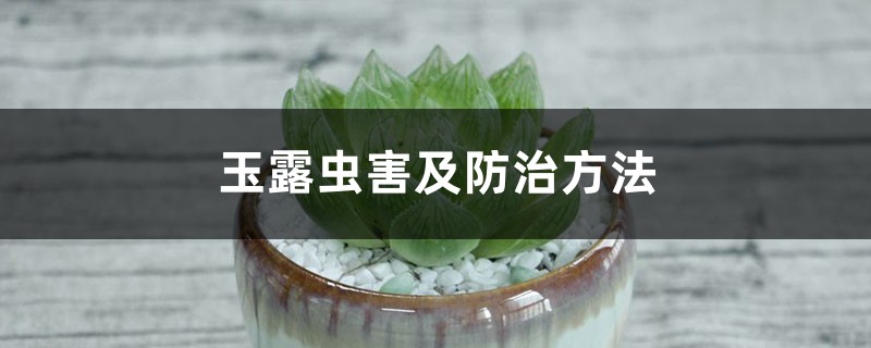 玉露蟲害及防治方法