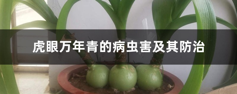 虎眼萬年青的病蟲害及其防治