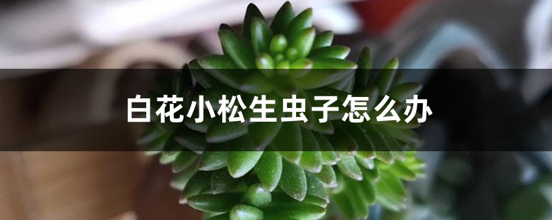 白花小松生蟲子怎么辦