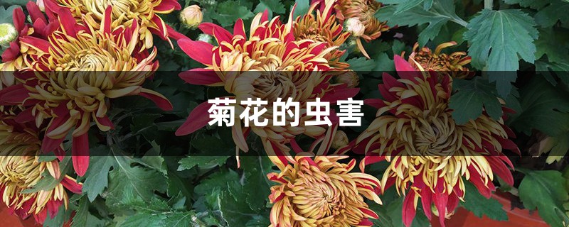 菊花的蟲害