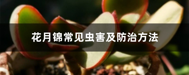 花月錦常見蟲害及防治方法