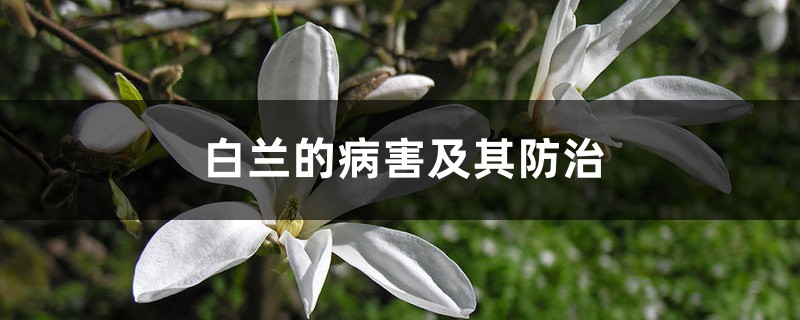 白蘭的病害及其防治