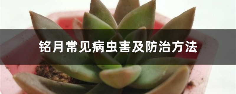 銘月常見(jiàn)病蟲(chóng)害及防治方法