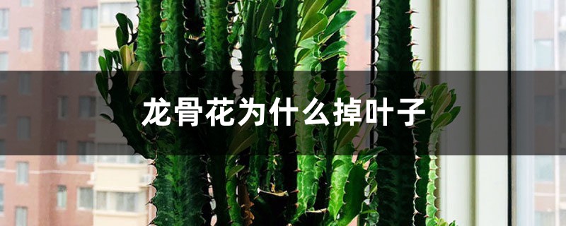 龍骨花為什么掉葉子