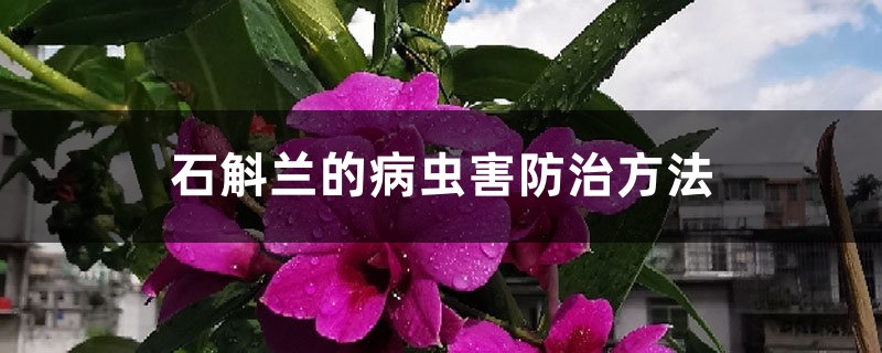 石斛蘭的病蟲害防治方法