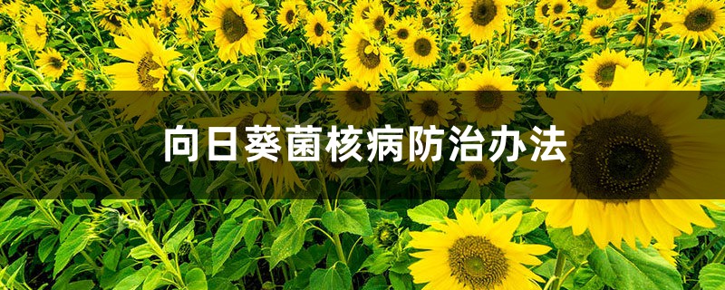 向日葵菌核病防治辦法