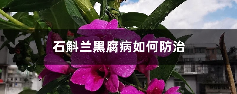 石斛蘭黑腐病如何防治