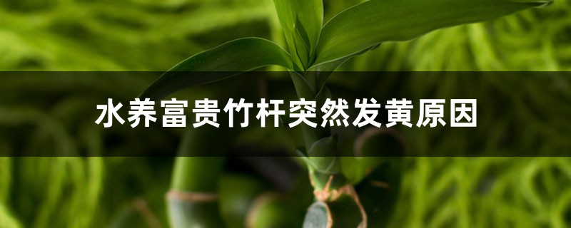 水養(yǎng)富貴竹桿突然發(fā)黃，不要慌，1招就變綠