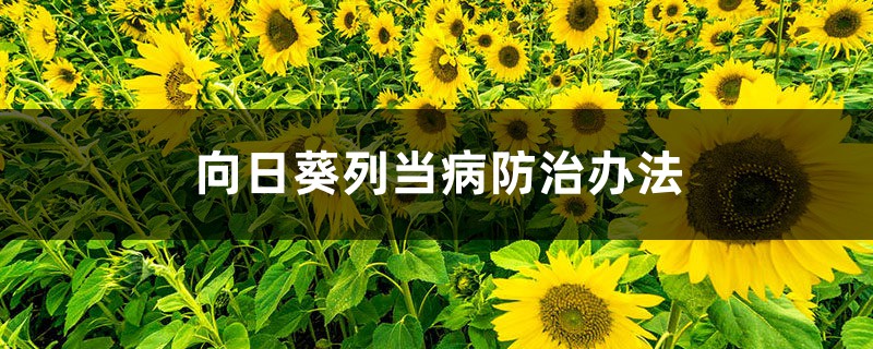 向日葵列當(dāng)病防治辦法