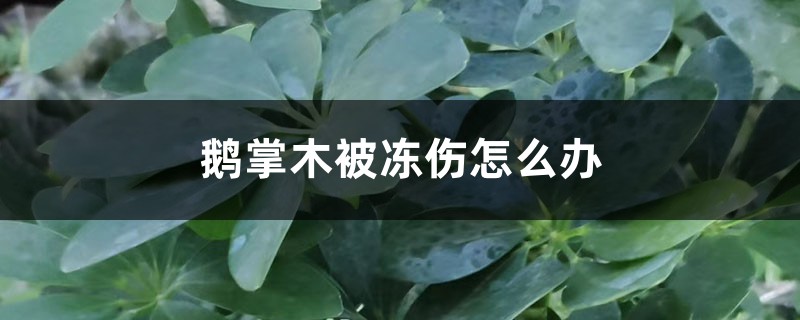 鵝掌木被凍傷怎么辦