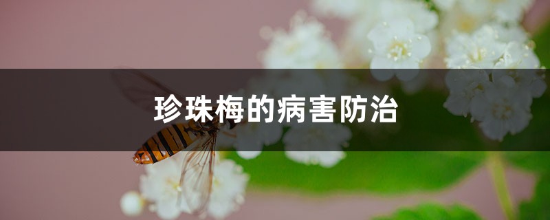 珍珠梅的病害防治