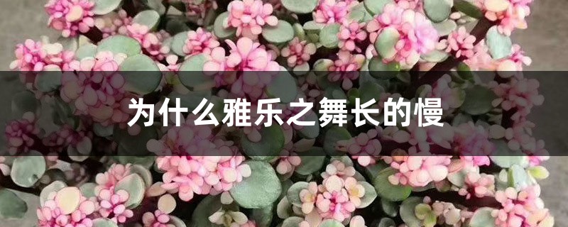 為什么雅樂(lè)之舞長(zhǎng)的慢，生長(zhǎng)季是什么