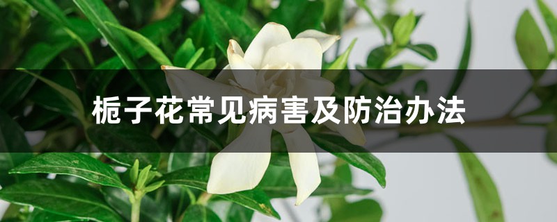 梔子花常見病害及防治辦法