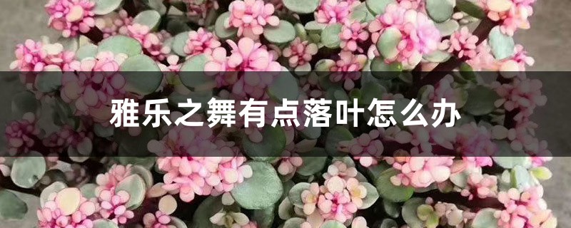 雅樂(lè)之舞有點(diǎn)落葉怎么辦