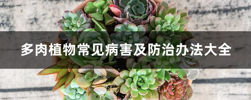 多肉植物常見病害及防治辦法大全