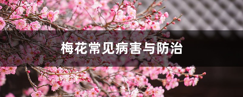 梅花常見病害與防治