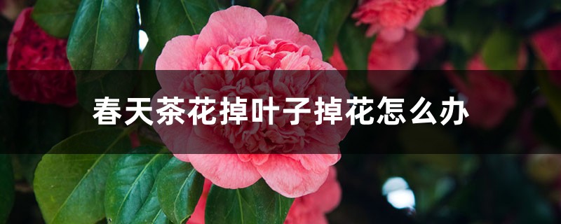 春天茶花掉葉子掉花怎么辦