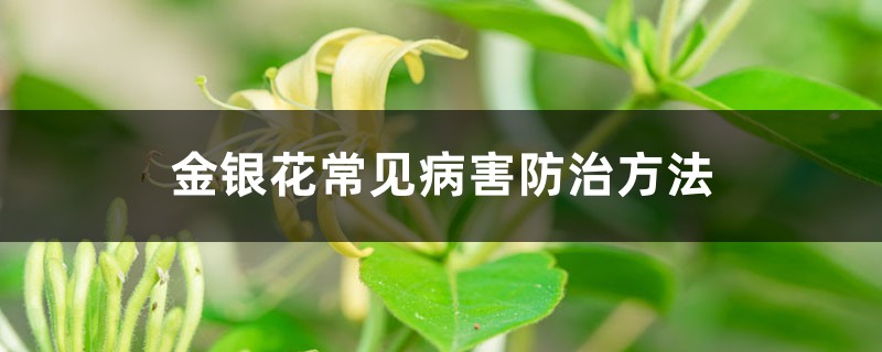 金銀花常見病害防治方法