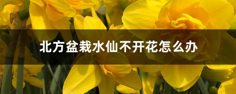 北方盆栽水仙不開花怎么辦