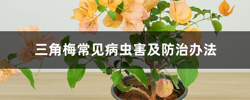 三角梅常見病蟲害及防治辦法