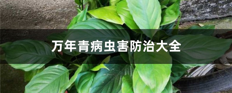 萬年青病蟲害防治大全