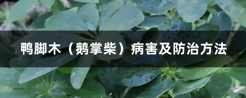 鴨腳木（鵝掌柴）病害及防治方法