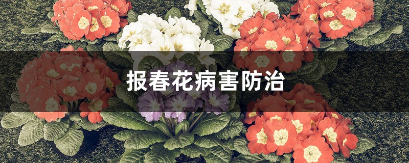 報春花病害防治