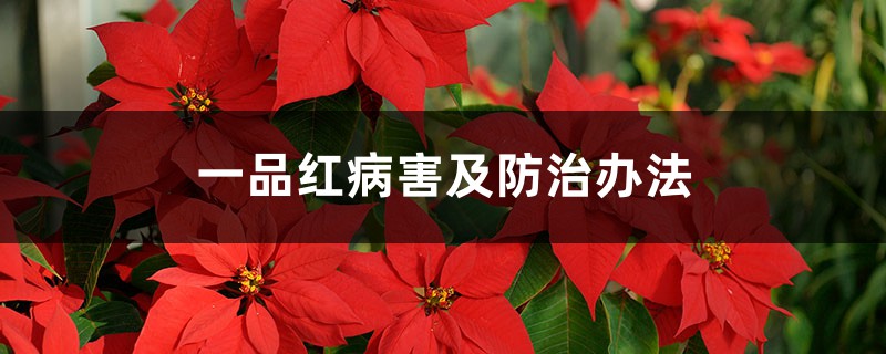 一品紅病害及防治辦法