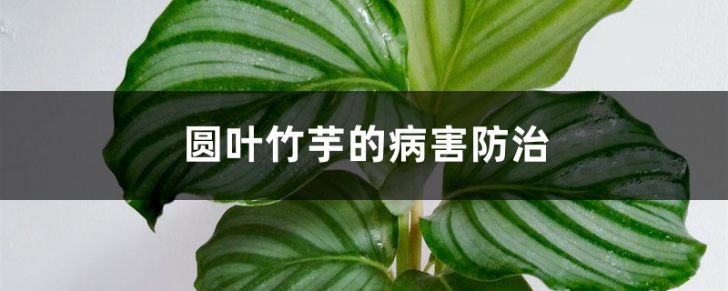 圓葉竹芋的病害防治