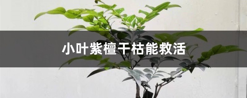 小葉紫檀干枯能救活嗎