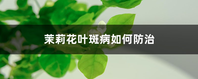 茉莉花葉斑病如何防治