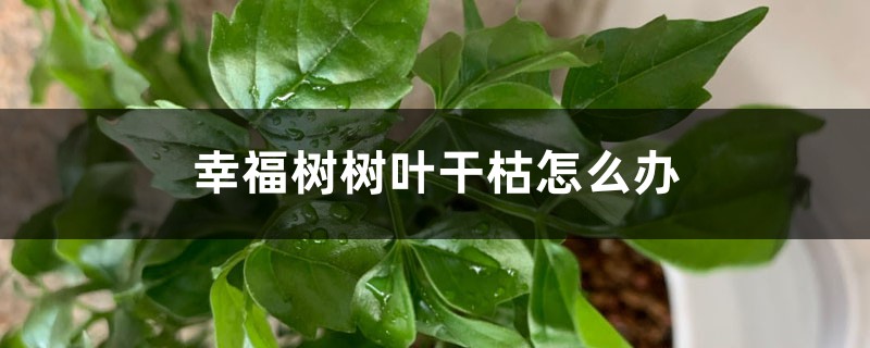 幸福樹樹葉干枯怎么辦