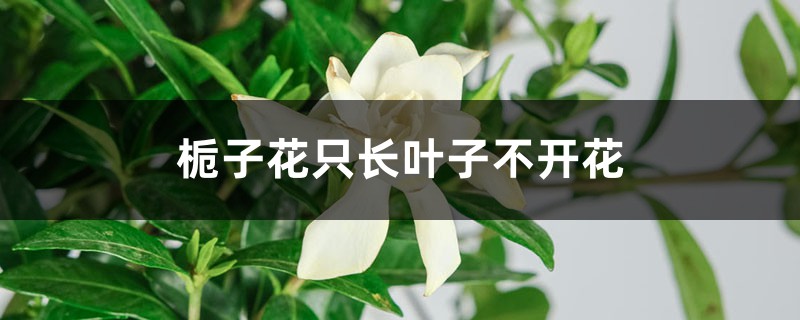 梔子花為什么只長葉子不開花，怎么救治