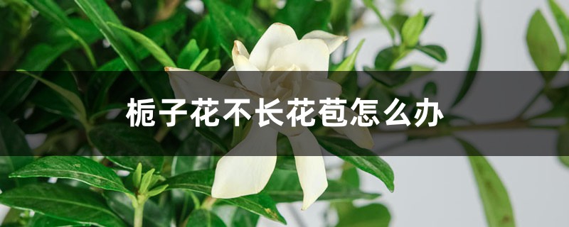 梔子花不長花苞怎么辦