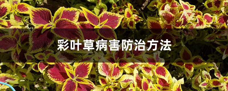 彩葉草病害防治方法