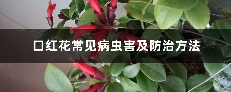 口紅花常見病蟲害及防治方法