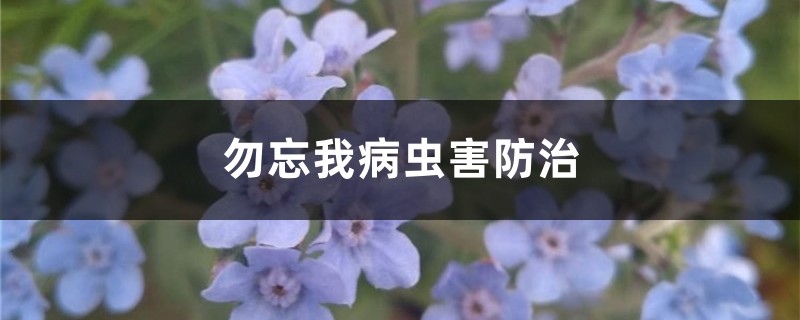 勿忘我病蟲害防治