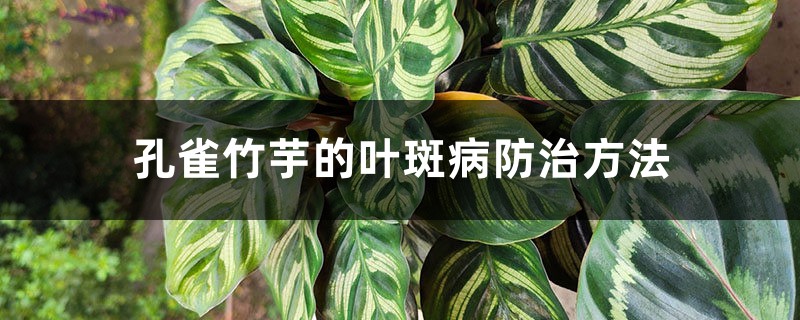 孔雀竹芋的葉斑病防治方法