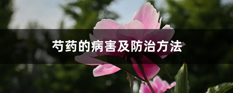 芍藥的病害及防治方法