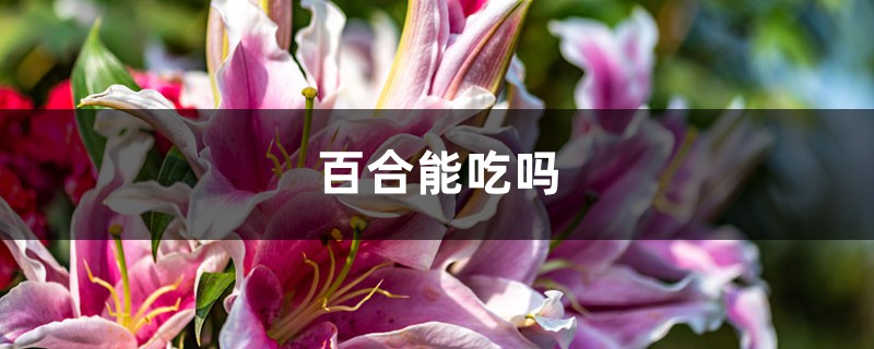 百合能吃嗎，怎么做好吃