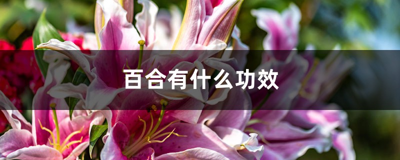 百合有什么功效，百合怎么吃