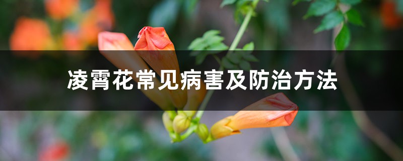 凌霄花常見病害及防治方法