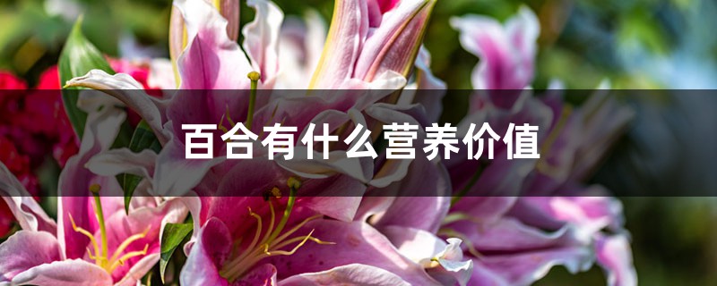 百合有什么營(yíng)養(yǎng)價(jià)值，什么人不能吃