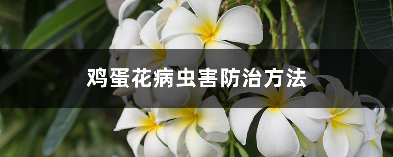 雞蛋花病蟲害防治方法