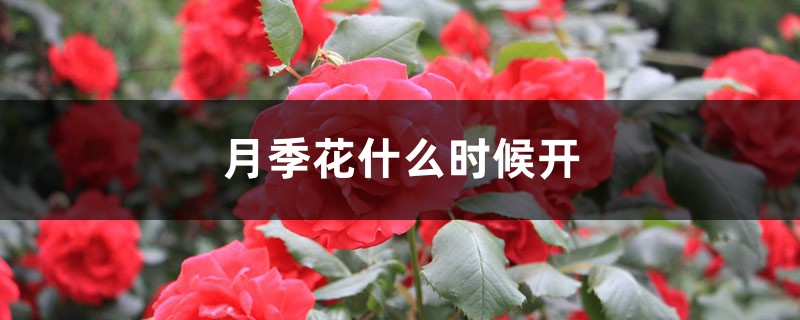 月季花什么時(shí)候開，花語(yǔ)是什么