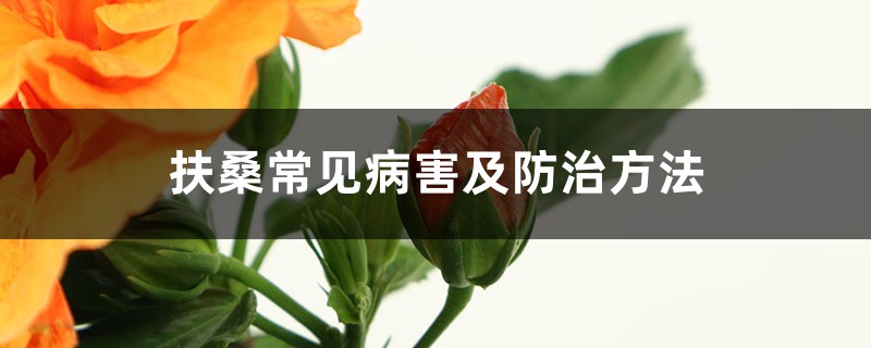 扶桑常見病害及防治方法