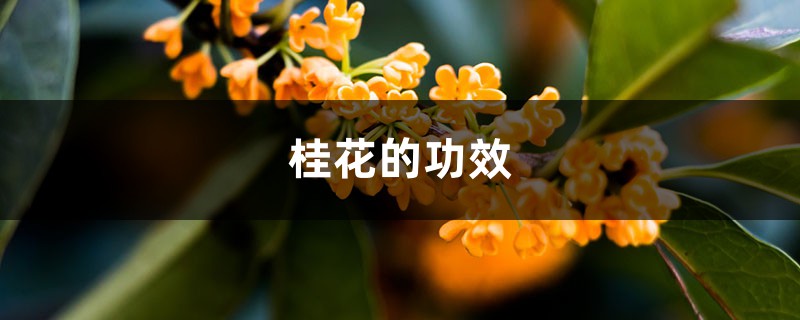 桂花的功效，桂花的功效與作用禁忌