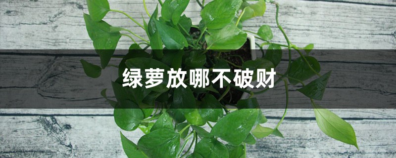 綠蘿放哪不破財(cái)，家里擺哪里最好