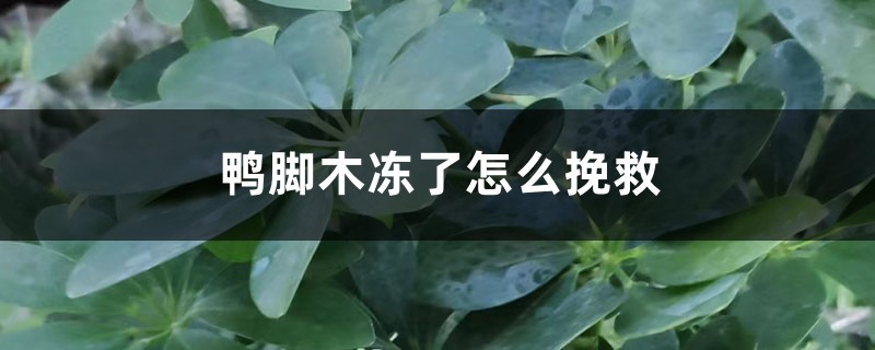 鴨腳木凍了怎么挽救